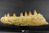 07023 - Museum Grade 16.9 Inch Mosasaur (Prognathodon anceps) Left Hemi-Jaw Cretaceous
