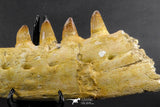 07023 - Museum Grade 16.9 Inch Mosasaur (Prognathodon anceps) Left Hemi-Jaw Cretaceous