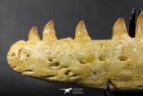 07023 - Museum Grade 16.9 Inch Mosasaur (Prognathodon anceps) Left Hemi-Jaw Cretaceous