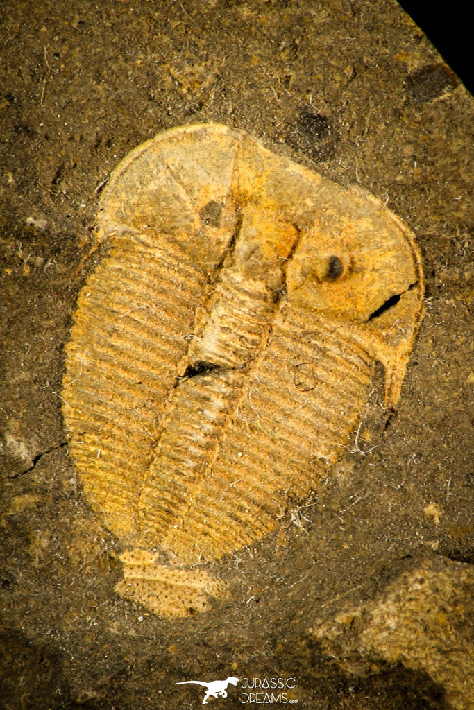 30496 - Top Rare 0.60 Inch Aulacopleura konincki Silurian Trilobite - Czech Republic