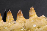 07023 - Museum Grade 16.9 Inch Mosasaur (Prognathodon anceps) Left Hemi-Jaw Cretaceous