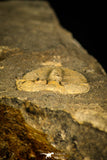 30496 - Top Rare 0.60 Inch Aulacopleura konincki Silurian Trilobite - Czech Republic