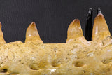 07023 - Museum Grade 16.9 Inch Mosasaur (Prognathodon anceps) Left Hemi-Jaw Cretaceous