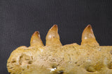 07023 - Museum Grade 16.9 Inch Mosasaur (Prognathodon anceps) Left Hemi-Jaw Cretaceous