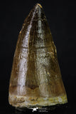 20356 - Well Preserved 2.31 Inch Mosasaur (Prognathodon anceps) Tooth