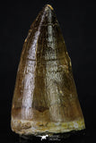 20356 - Well Preserved 2.31 Inch Mosasaur (Prognathodon anceps) Tooth