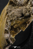 07023 - Museum Grade 16.9 Inch Mosasaur (Prognathodon anceps) Left Hemi-Jaw Cretaceous