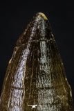 20356 - Well Preserved 2.31 Inch Mosasaur (Prognathodon anceps) Tooth