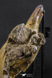 07023 - Museum Grade 16.9 Inch Mosasaur (Prognathodon anceps) Left Hemi-Jaw Cretaceous