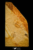 30497 - Top Quality Association of 2 Sinespinaspis sp Lower Silurian Trilobites - Australia