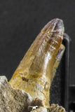 07023 - Museum Grade 16.9 Inch Mosasaur (Prognathodon anceps) Left Hemi-Jaw Cretaceous