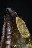 20357 - Well Preserved 2.20 Inch Mosasaur (Prognathodon anceps) Tooth