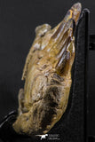07023 - Museum Grade 16.9 Inch Mosasaur (Prognathodon anceps) Left Hemi-Jaw Cretaceous