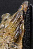 07023 - Museum Grade 16.9 Inch Mosasaur (Prognathodon anceps) Left Hemi-Jaw Cretaceous