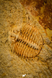 30497 - Top Quality Association of 2 Sinespinaspis sp Lower Silurian Trilobites - Australia