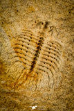 30497 - Top Quality Association of 2 Sinespinaspis sp Lower Silurian Trilobites - Australia