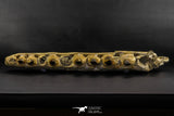 07023 - Museum Grade 16.9 Inch Mosasaur (Prognathodon anceps) Left Hemi-Jaw Cretaceous