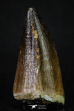 20357 - Well Preserved 2.20 Inch Mosasaur (Prognathodon anceps) Tooth
