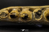 07023 - Museum Grade 16.9 Inch Mosasaur (Prognathodon anceps) Left Hemi-Jaw Cretaceous