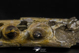 07023 - Museum Grade 16.9 Inch Mosasaur (Prognathodon anceps) Left Hemi-Jaw Cretaceous