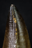 20357 - Well Preserved 2.20 Inch Mosasaur (Prognathodon anceps) Tooth