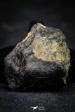 21488 - NWA Unclassified Chondrite Meteorite LL6 Type 9.3g Polished Section With Fusion Crust