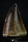 20357 - Well Preserved 2.20 Inch Mosasaur (Prognathodon anceps) Tooth