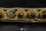07023 - Museum Grade 16.9 Inch Mosasaur (Prognathodon anceps) Left Hemi-Jaw Cretaceous
