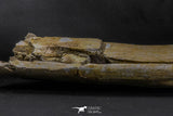 07023 - Museum Grade 16.9 Inch Mosasaur (Prognathodon anceps) Left Hemi-Jaw Cretaceous