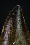 20357 - Well Preserved 2.20 Inch Mosasaur (Prognathodon anceps) Tooth