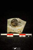30498 - Rare 0.72 Inch Tretaspis sortita Ordovician Trilobite - UK