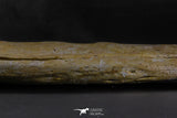 07023 - Museum Grade 16.9 Inch Mosasaur (Prognathodon anceps) Left Hemi-Jaw Cretaceous