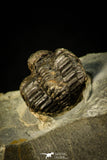 30498 - Rare 0.72 Inch Tretaspis sortita Ordovician Trilobite - UK
