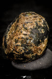 07117 - Taza (NWA 859) Iron Ungrouped Plessitic Octahedrite Meteorite 1.8g ORIENTED