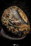 07117 - Taza (NWA 859) Iron Ungrouped Plessitic Octahedrite Meteorite 1.8g ORIENTED