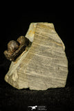 30498 - Rare 0.72 Inch Tretaspis sortita Ordovician Trilobite - UK