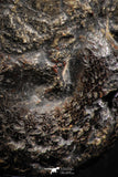 07511 - Beautiful Pyritized 1.66 Inch Phylloceras Lower Cretaceous Ammonites