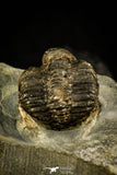 30498 - Rare 0.72 Inch Tretaspis sortita Ordovician Trilobite - UK