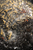 07511 - Beautiful Pyritized 1.66 Inch Phylloceras Lower Cretaceous Ammonites