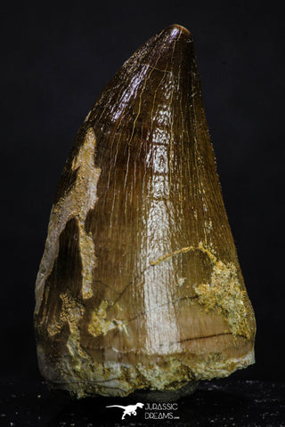 20359 - Well Preserved 2.04 Inch Mosasaur (Prognathodon anceps) Tooth