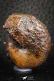07512 - Nice Preserved Pyritized 1.34 Inch Phylloceras Lower Cretaceous Ammonites