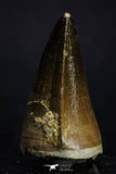 20359 - Well Preserved 2.04 Inch Mosasaur (Prognathodon anceps) Tooth