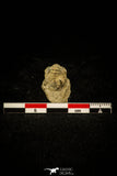 30499 - Top Rare 0.48 Inch Acastacephala macrops Middle Silurian Trilobite - UK