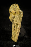 30499 - Top Rare 0.48 Inch Acastacephala macrops Middle Silurian Trilobite - UK