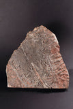 00898 - Beautiful Silurian Scyphocrinites elegans Crinoid Plate