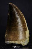 20359 - Well Preserved 2.04 Inch Mosasaur (Prognathodon anceps) Tooth