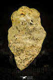 30499 - Top Rare 0.48 Inch Acastacephala macrops Middle Silurian Trilobite - UK