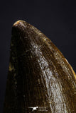 20359 - Well Preserved 2.04 Inch Mosasaur (Prognathodon anceps) Tooth