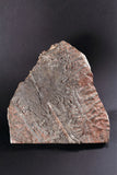 00898 - Beautiful Silurian Scyphocrinites elegans Crinoid Plate