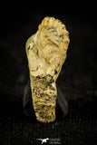30499 - Top Rare 0.48 Inch Acastacephala macrops Middle Silurian Trilobite - UK